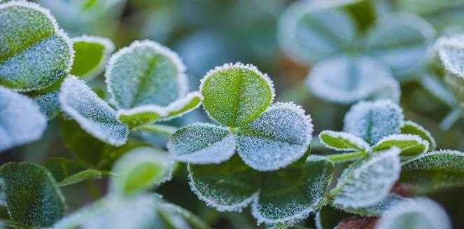 梦见露霜预示哪些？解密梦境背后的隐秘信号