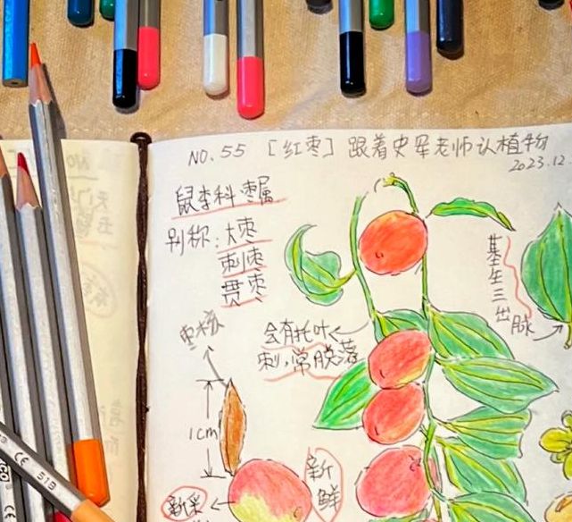 梦见种枣树的深层寓意，探索心灵成长之旅