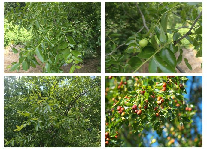 梦见种枣树的深层寓意，探索心灵成长之旅