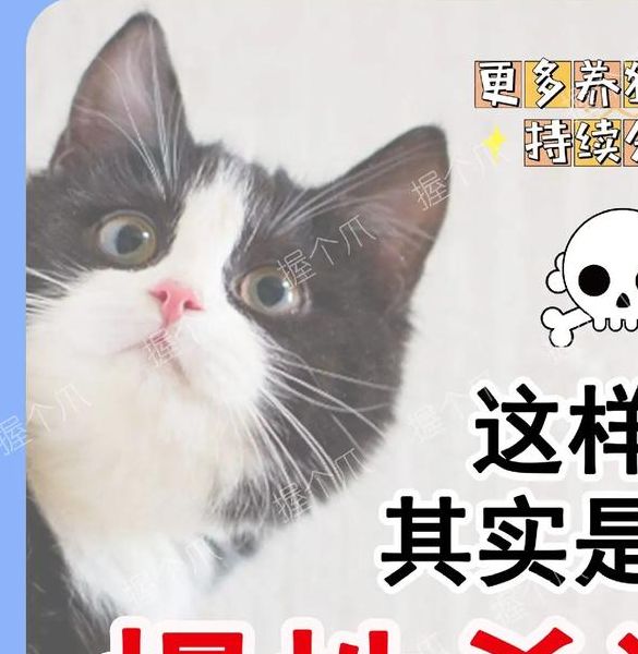 梦见杀猫预示从心理层面解析背后隐藏的信息