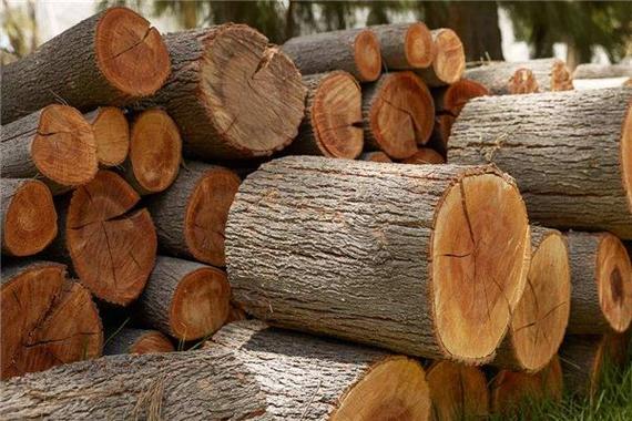 梦见厚木板的预兆揭示，你是否忽视了生活中的关键提示？