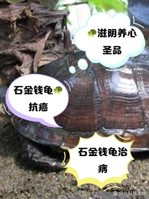 解密梦见用石头打乌龟的象征意义，提升你的生活洞察力