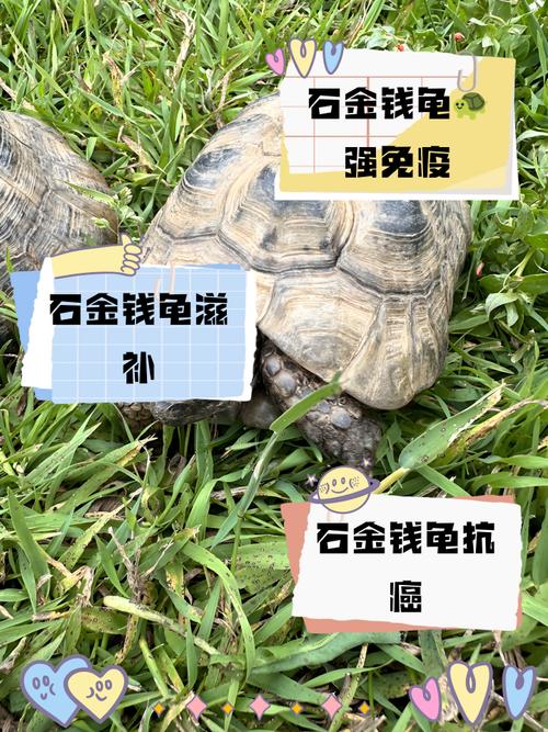 解密梦见用石头打乌龟的象征意义，提升你的生活洞察力