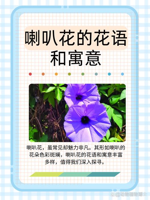 梦见牵牛花开寓意解析好运来临还是挑战预示？