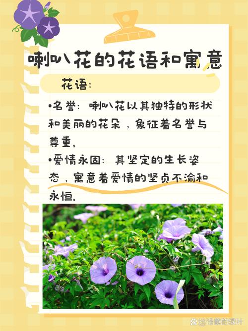 梦见牵牛花开寓意解析好运来临还是挑战预示？