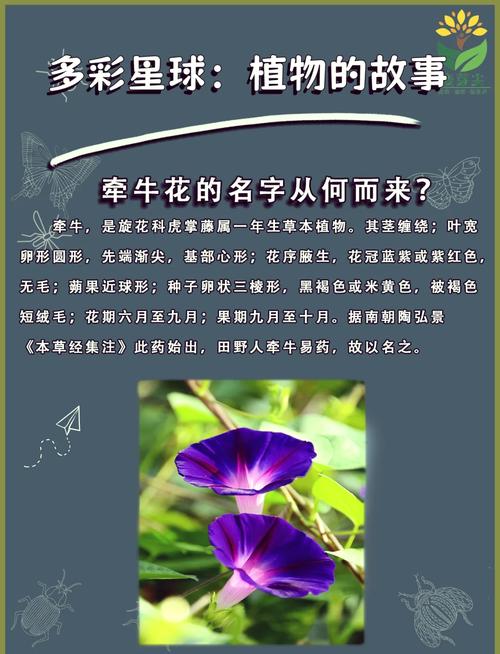 梦见牵牛花开寓意解析好运来临还是挑战预示？