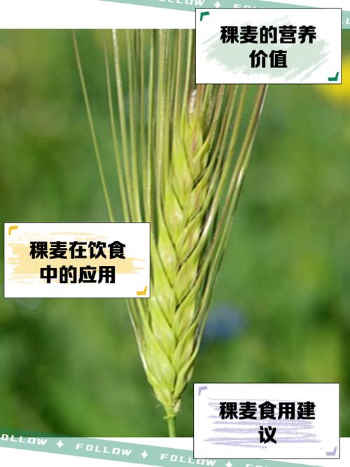 梦见稞麦意味着哪些？专家解析梦境背后的深层含义与好运预示。
