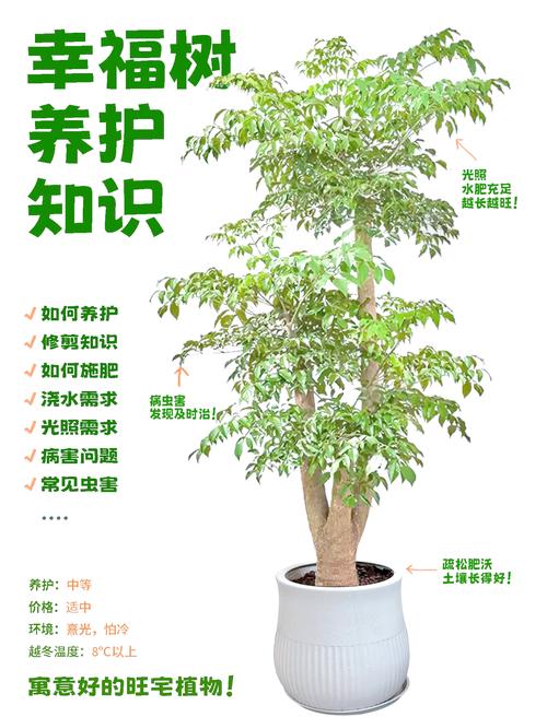 梦见种树解析吉兆 vs 迷信,孕育生机之梦如何解读? 梦见种树解析吉兆 vs 迷信,孕育生机之梦如何解读?