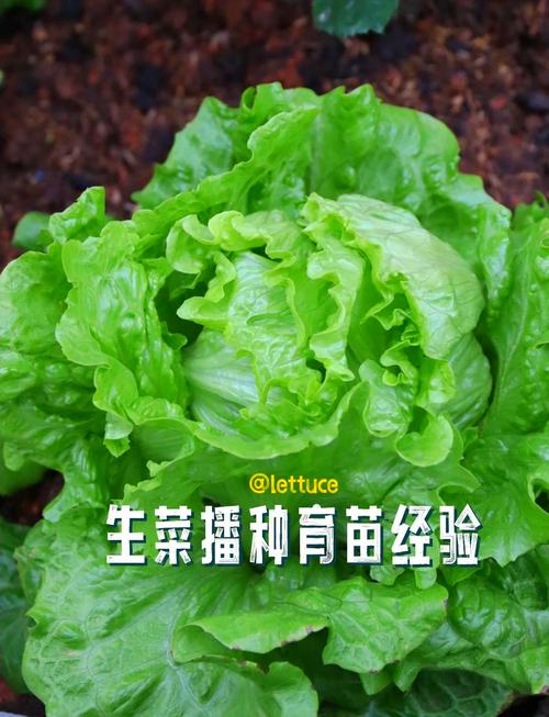 梦见生菜意味着哪些?深度解读梦境背后的心理暗示 梦见生菜意味着哪些?深度解读梦境背后的心理暗示
