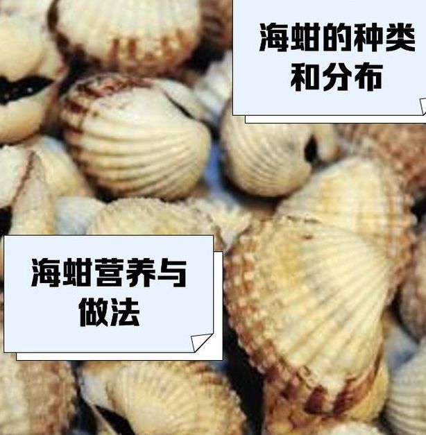 梦见蛤蚶解析神秘海洋生物背后隐藏的心理暗示，探索梦境深层意义！