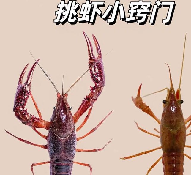 梦见龙虾预示着哪些？揭秘背后潜藏的惊人真相！