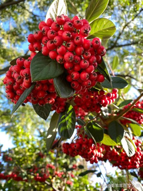 梦见红果累累的树，解读隐藏的财富暗示与心理启示