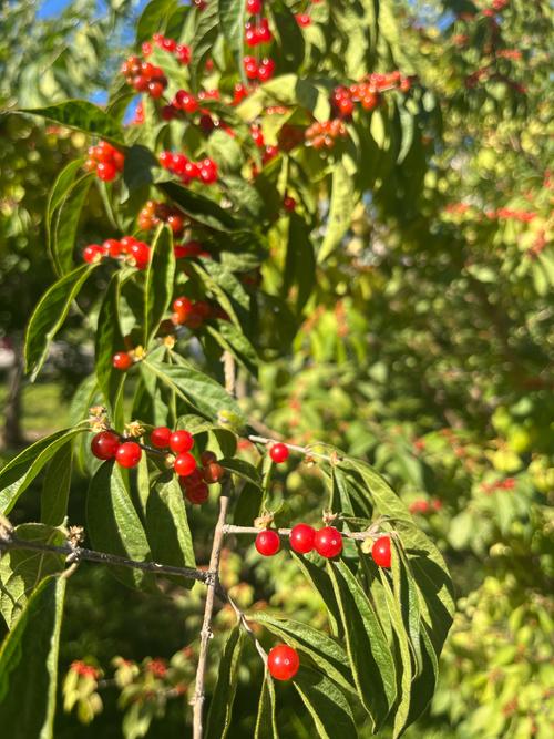 梦见红果累累的树，解读隐藏的财富暗示与心理启示