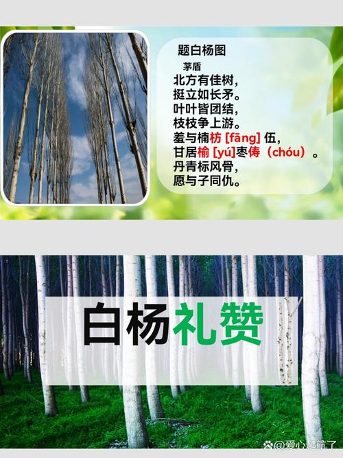 梦见白杨象征哪些？探索心灵启示与成长的奥秘