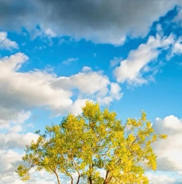 梦见丞相寓意深远，解读梦境带来人生新启示！