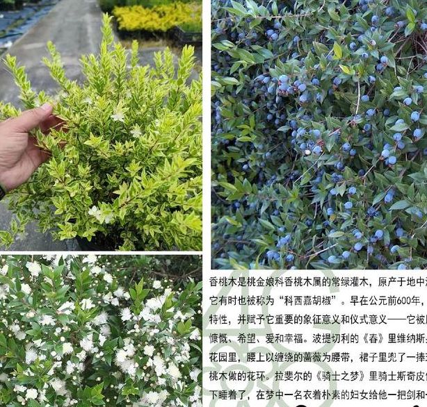 梦见香桃木的深层寓意解读，网友揭示个人成长潜力！