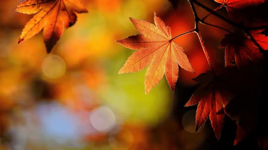 梦见枫叶的深刻象征意义，解梦探索内心的宁静力量！