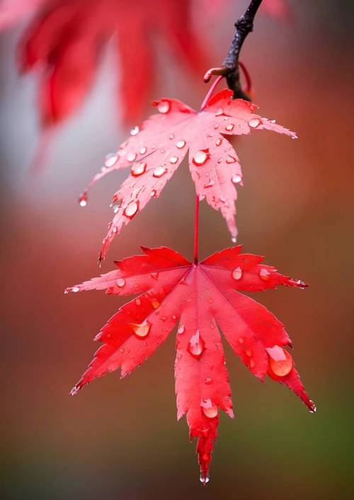 梦见枫叶的深刻象征意义，解梦探索内心的宁静力量！