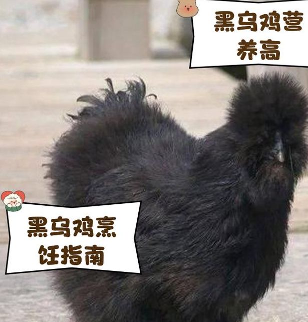 梦见黑鸡预示着哪些？如何解读背后的心理暗示？