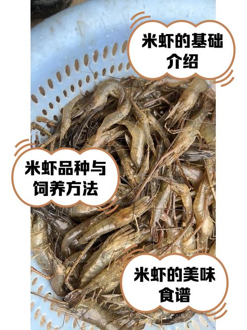 梦见虾米象征意义深度解析梦境心理与生活启示