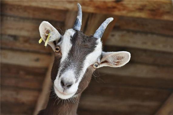 梦见头长角意味着哪些？深度解析与高效解决方案