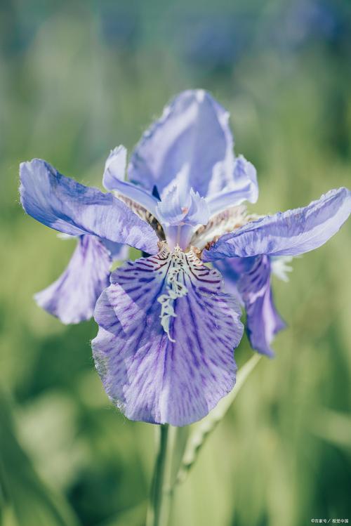 梦见鸢尾花预示着美好未来，情感绽放带来内心的宁静！