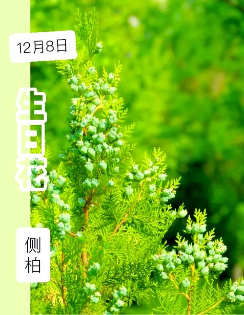 梦见柏树象征哪些？深度解析其背后隐藏的寓意！