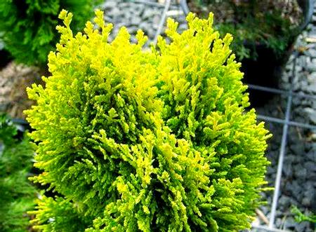 梦见柏树象征哪些？深度解析其背后隐藏的寓意！