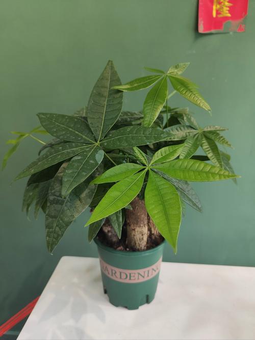 梦见绿色衣服好兆头还是坏预示？深度解析心理与风水的对照