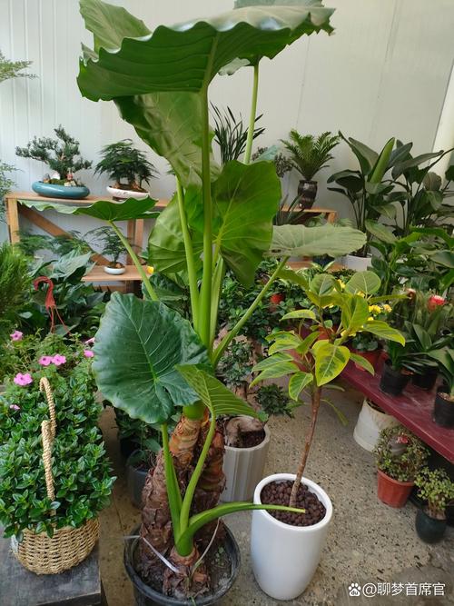 梦见绿色衣服好兆头还是坏预示？深度解析心理与风水的对照