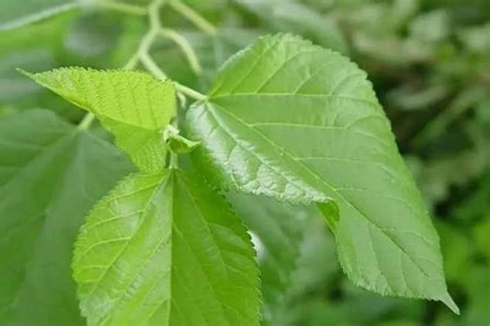 揭秘梦见桑叶背后的预示你的未来将如何改变? 揭秘梦见桑叶背后的预示你的未来将如何改变?