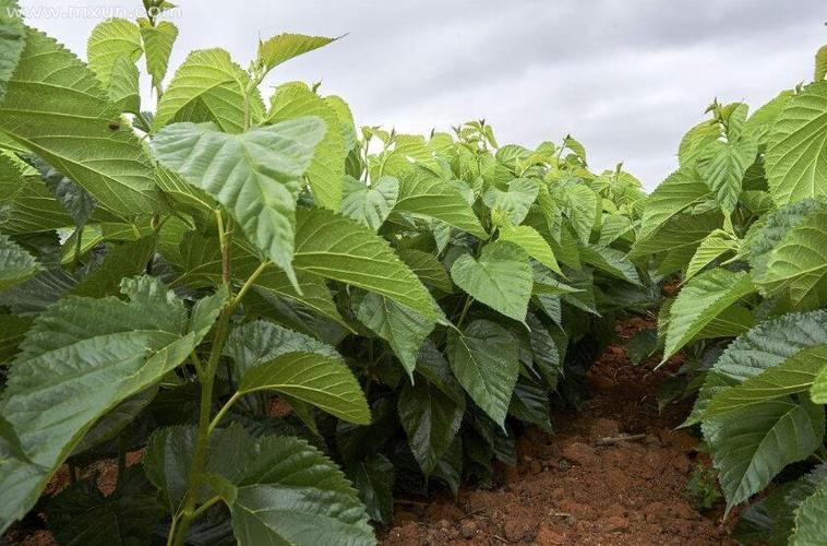 揭秘梦见桑叶背后的预示你的未来将如何改变? 揭秘梦见桑叶背后的预示你的未来将如何改变?