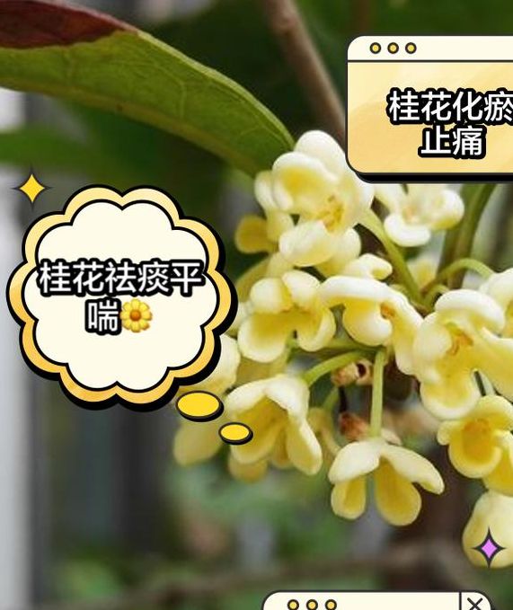 梦见月桂花的神秘寓意，揭示好运长尾关键词