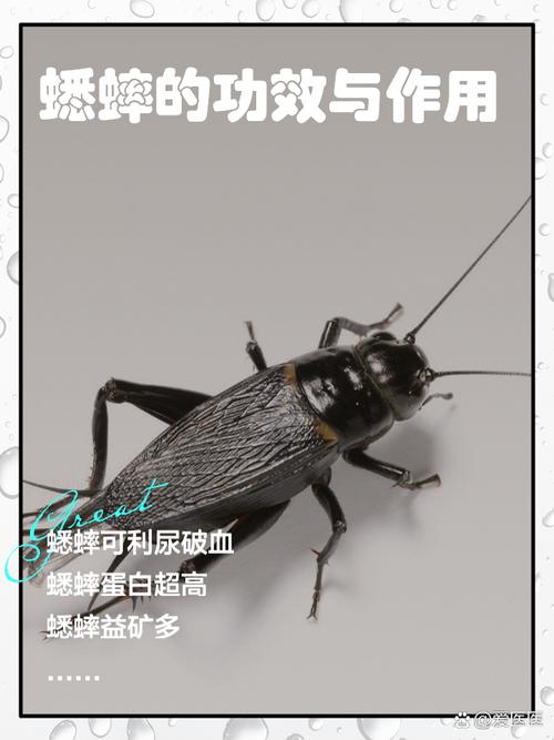 梦见蛐蛐寓意详解象征财富与好运的秘密揭示 梦见蛐蛐寓意详解象征财富与好运的秘密揭示