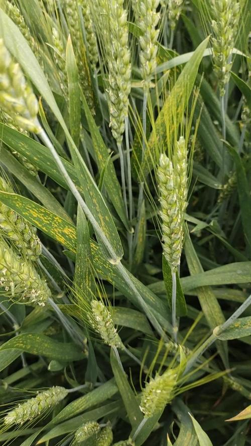 梦见种麦子解析幸运征兆还是潜在挑战? 梦见种麦子解析幸运征兆还是潜在挑战?