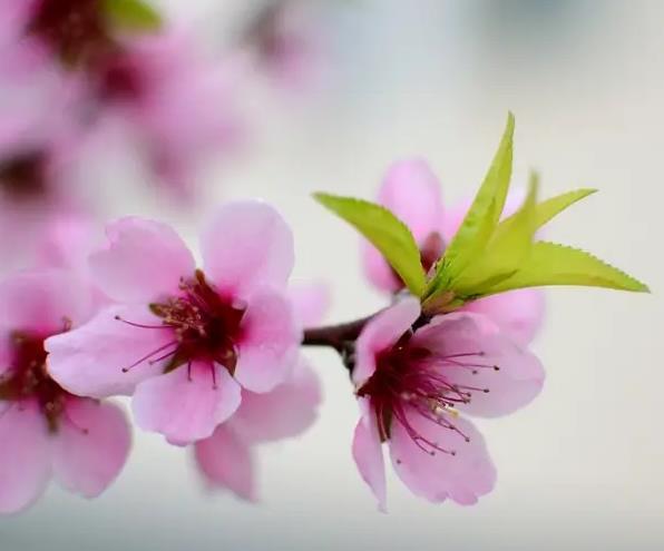 梦见花开象征生机盎然，解密心理暗示，潜藏深层情感玄机！