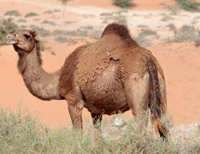 揭秘梦见单峰骆驼的5大象征，权威心理学解析