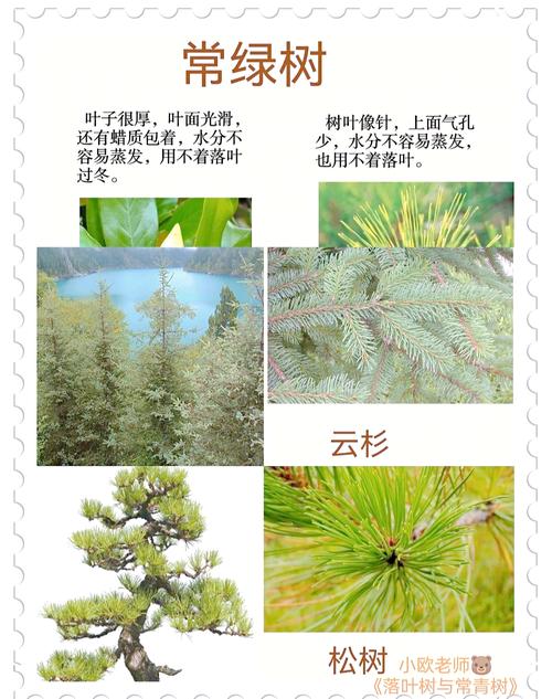 梦见常青树意味着哪些？揭示梦境背后的心理暗示与解读