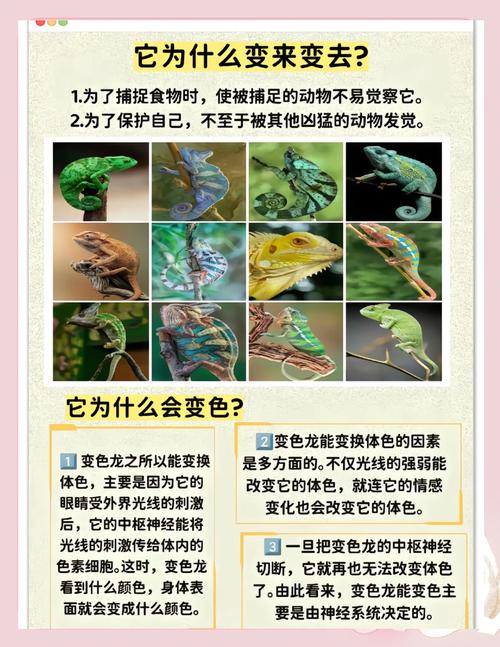 梦见变色龙的深层含义揭秘及心理解读技巧