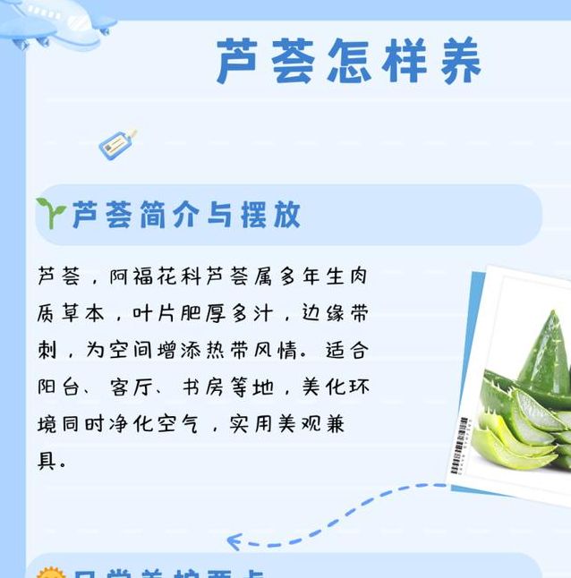 梦见芦荟的深度解析揭示其背后的心理寓意和健康启示