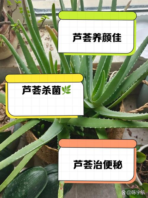 梦见芦荟的深度解析揭示其背后的心理寓意和健康启示