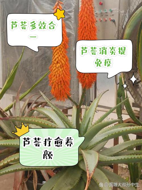 梦见芦荟的深度解析揭示其背后的心理寓意和健康启示