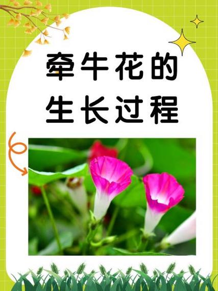 梦见牵牛花象征意义解析揭示心灵成长的高效解决方案