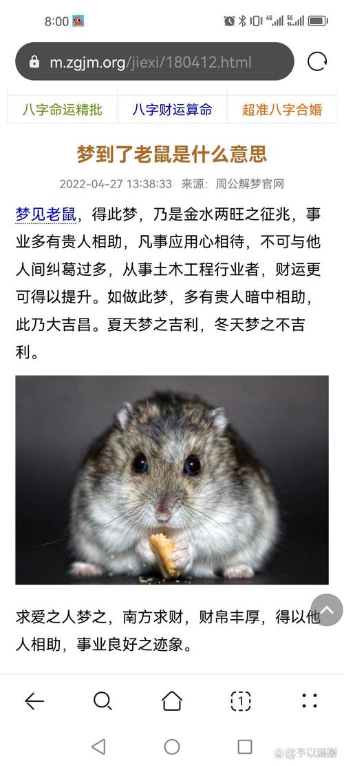 梦见麝香鼠暗藏玄机？解密背后的吉凶密码