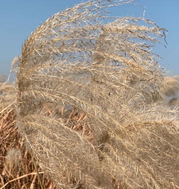 梦见芦苇的深刻象征意义，用户揭示内心潜在隐秘情感！