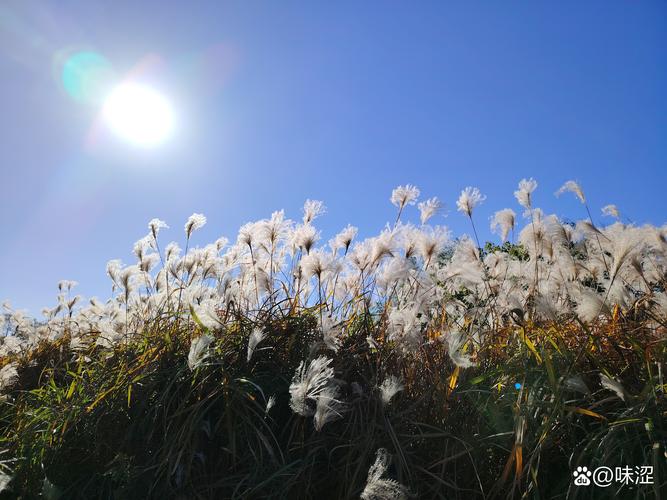 梦见芦苇的深刻象征意义，用户揭示内心潜在隐秘情感！