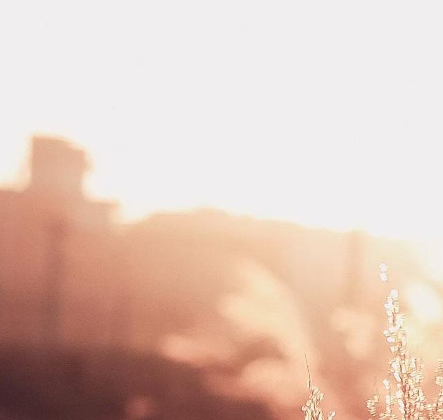 梦见芦苇的深刻象征意义，用户揭示内心潜在隐秘情感！