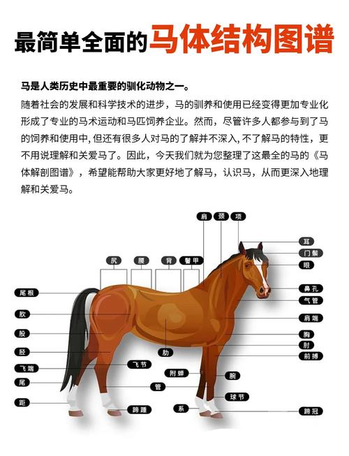 梦境解析详解马匹象征情感力量，提升内心共鸣！