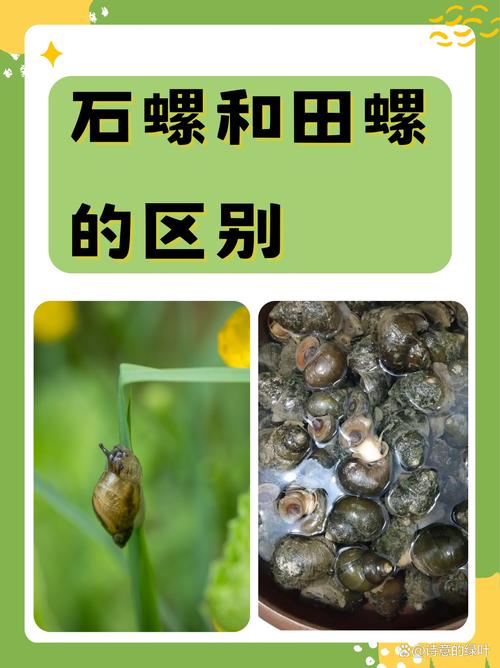 梦见螺蛳的深层含义与心理解析探寻内心世界的奇妙旅程! 梦见螺蛳的深层含义与心理解析探寻内心世界的奇妙旅程!