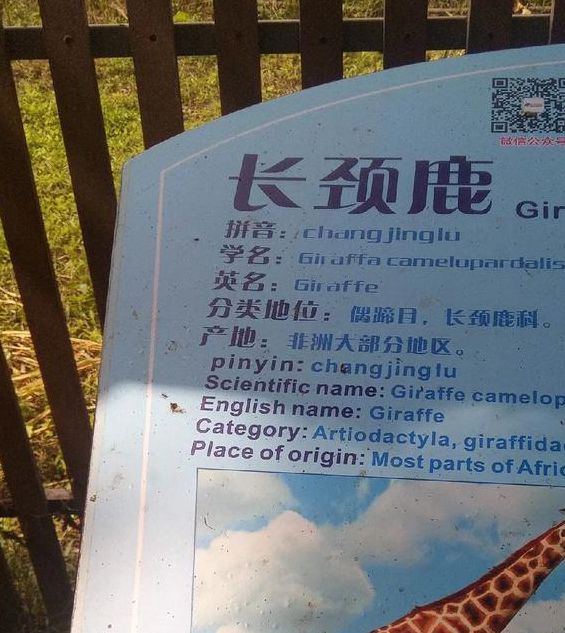 梦见长颈鹿的深层寓意解读梦境对生活的积极影响